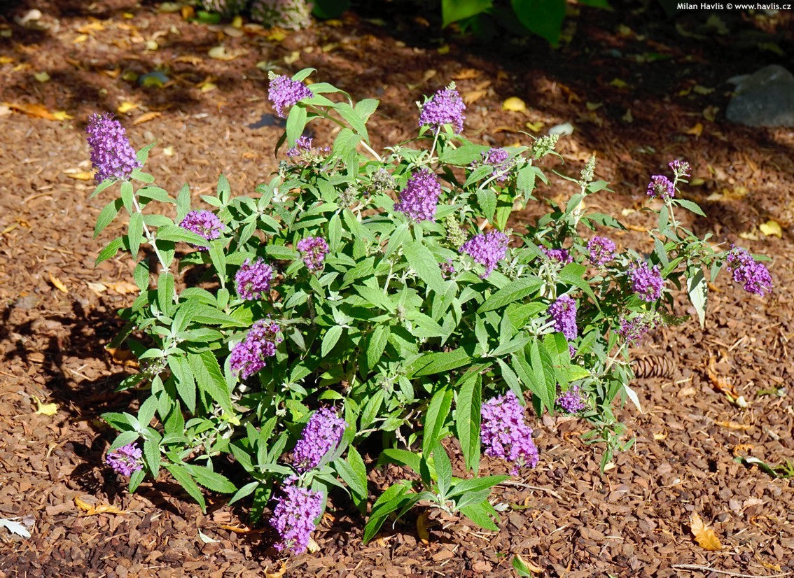 SUMMER BIRD MAGENTA BUTTERFLY BUSH 1gal