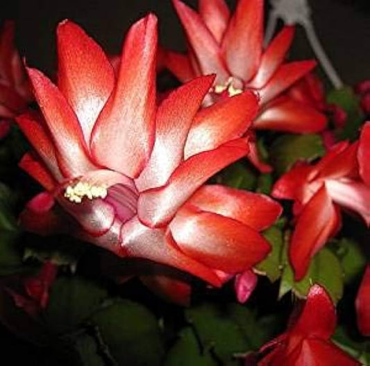 CHRISTMAS CACTUS  6in