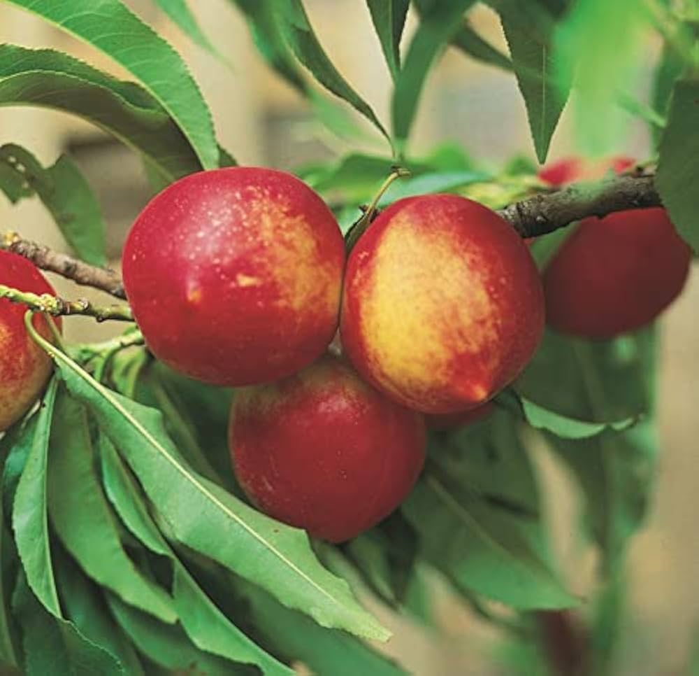 NECTA ZEE NECTARINE DWARF TREE 7gal