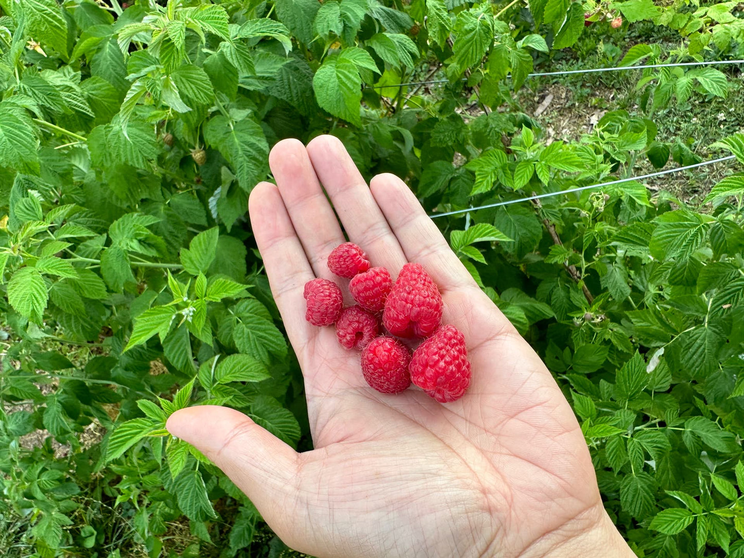 CANBY RED RASPBERRY 2gal