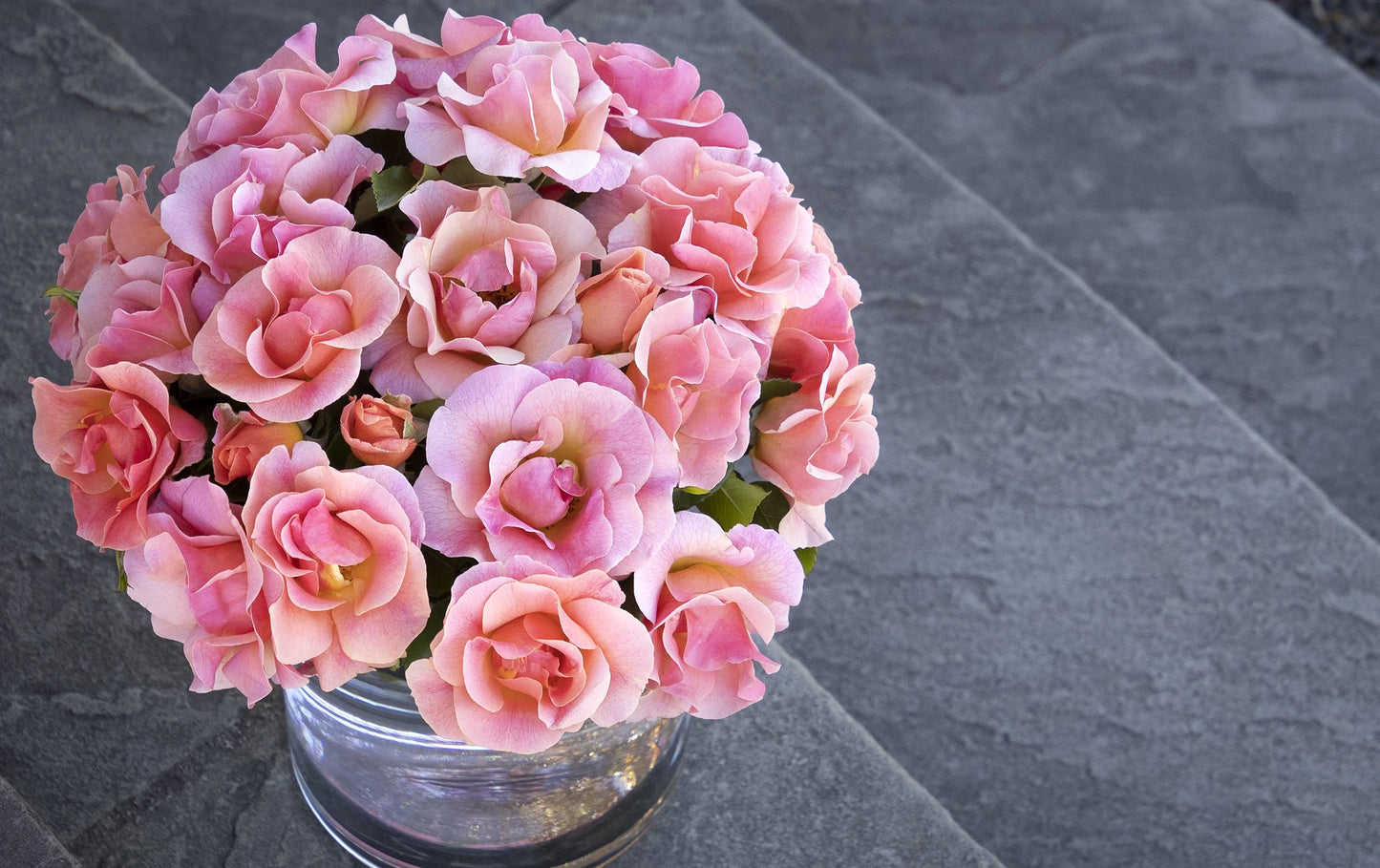 NITTY GRITTY PEACH ROSE PATIO TREE 5gal