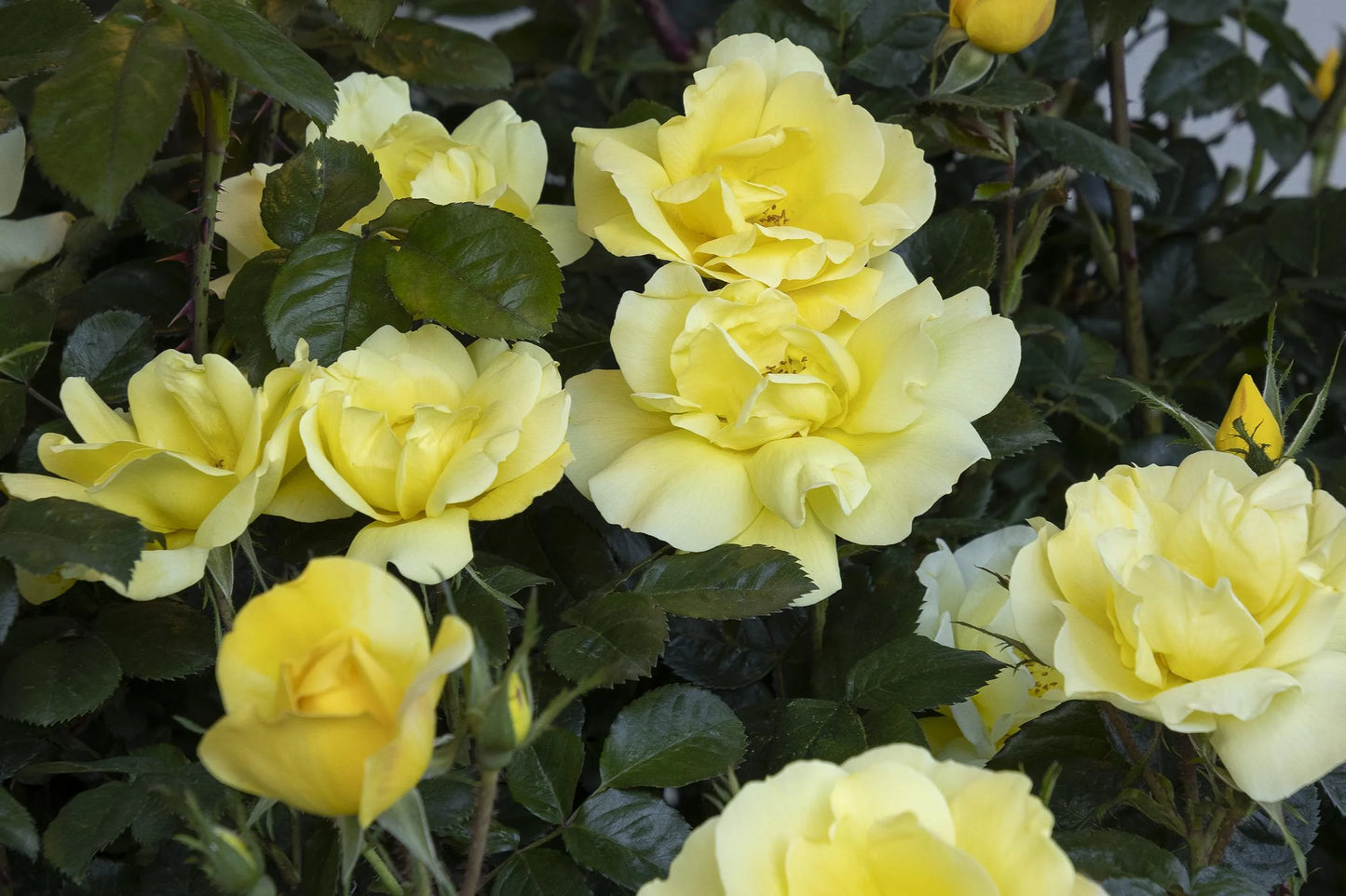 GRACE N GRIT YELLOW ROSE PATIO TREE 5gal