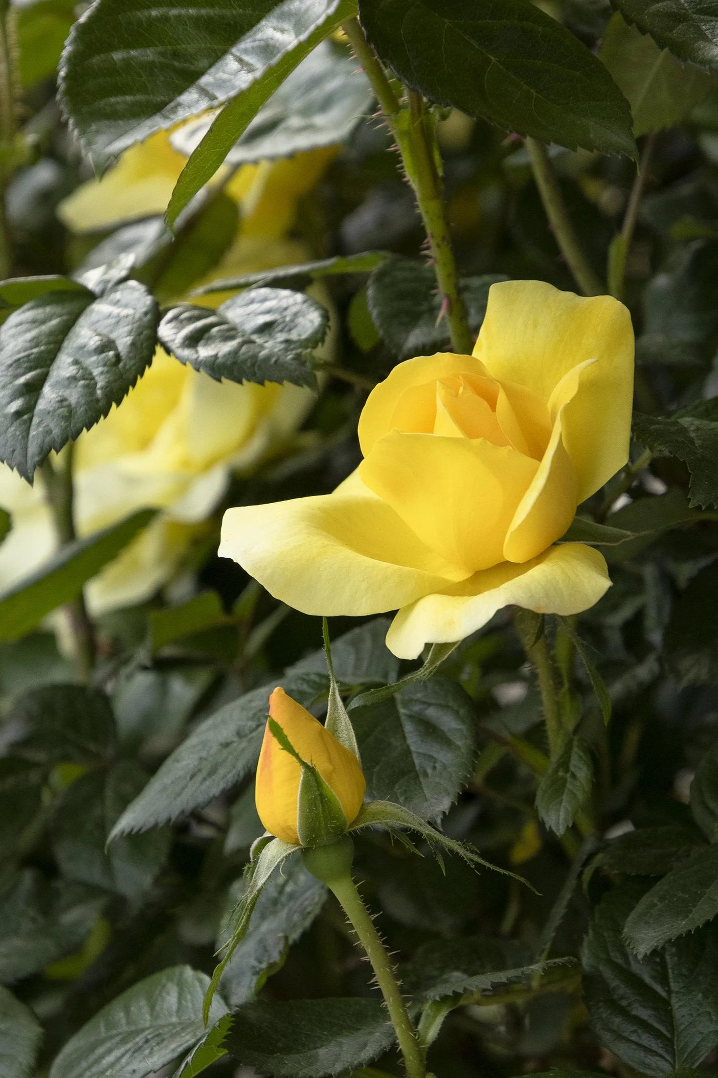 GRACE N GRIT YELLOW ROSE PATIO TREE 5gal