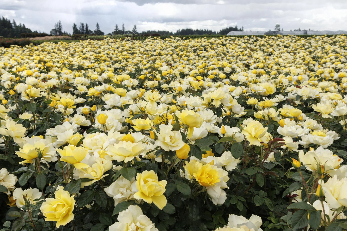 GRACE N GRIT YELLOW ROSE PATIO TREE 5gal