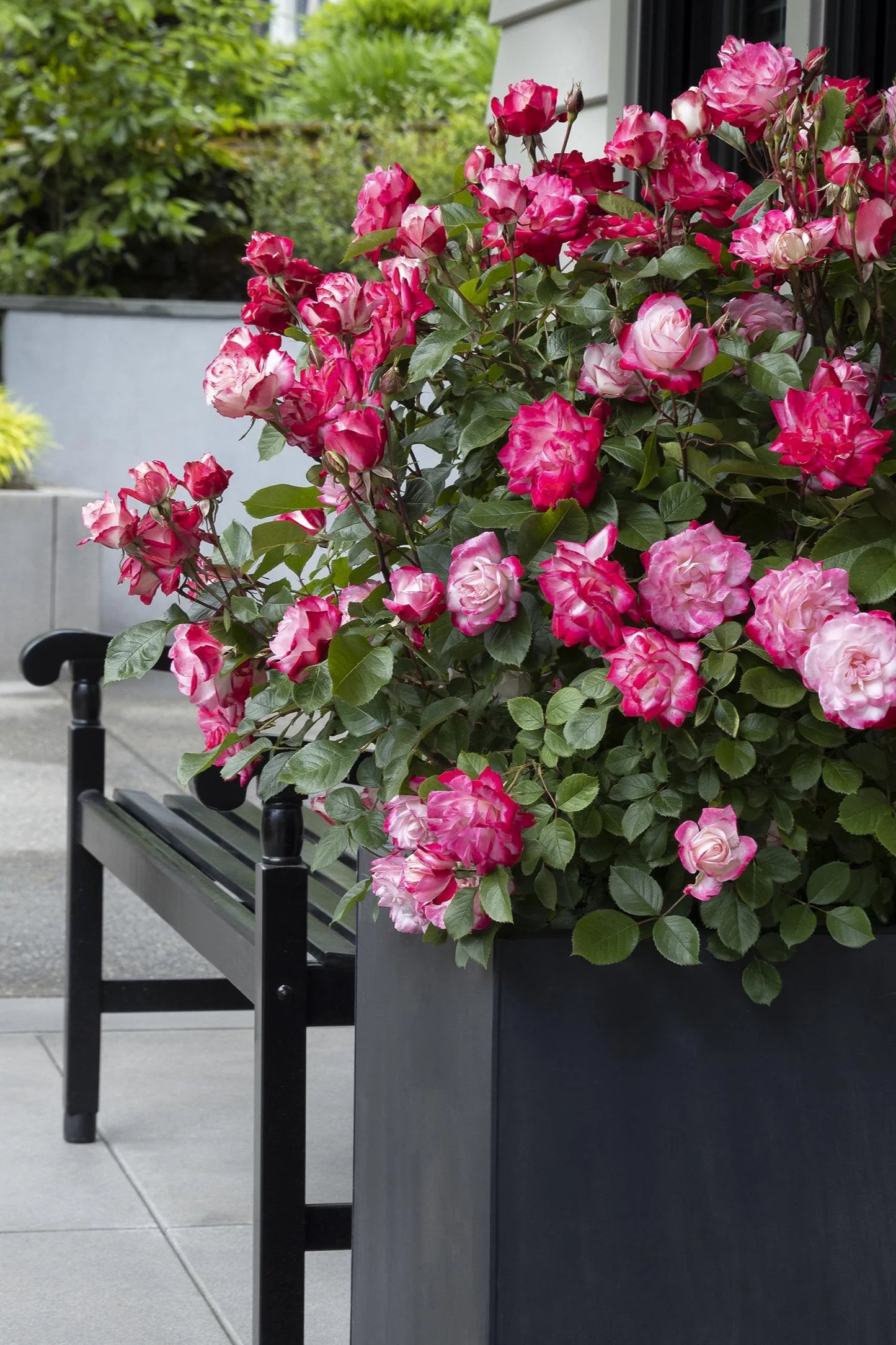 GRACE N GRIT PINK BICOLOR ROSE PATIO TREE 5gal
