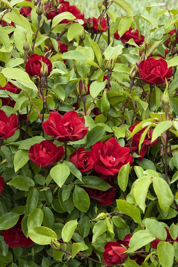 GRACE N GRIT RED ROSE 2gal