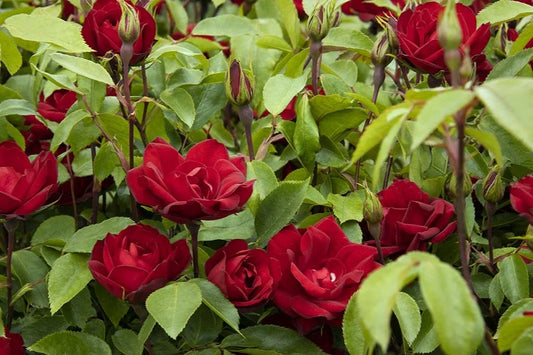 GRACE N GRIT RED ROSE PATIO TREE 5gal