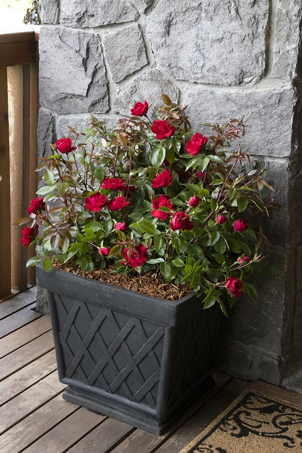 GRACE N GRIT RED ROSE 2gal