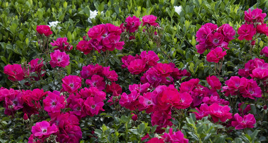 NITTY GRITTY PINK ROSE 2gal