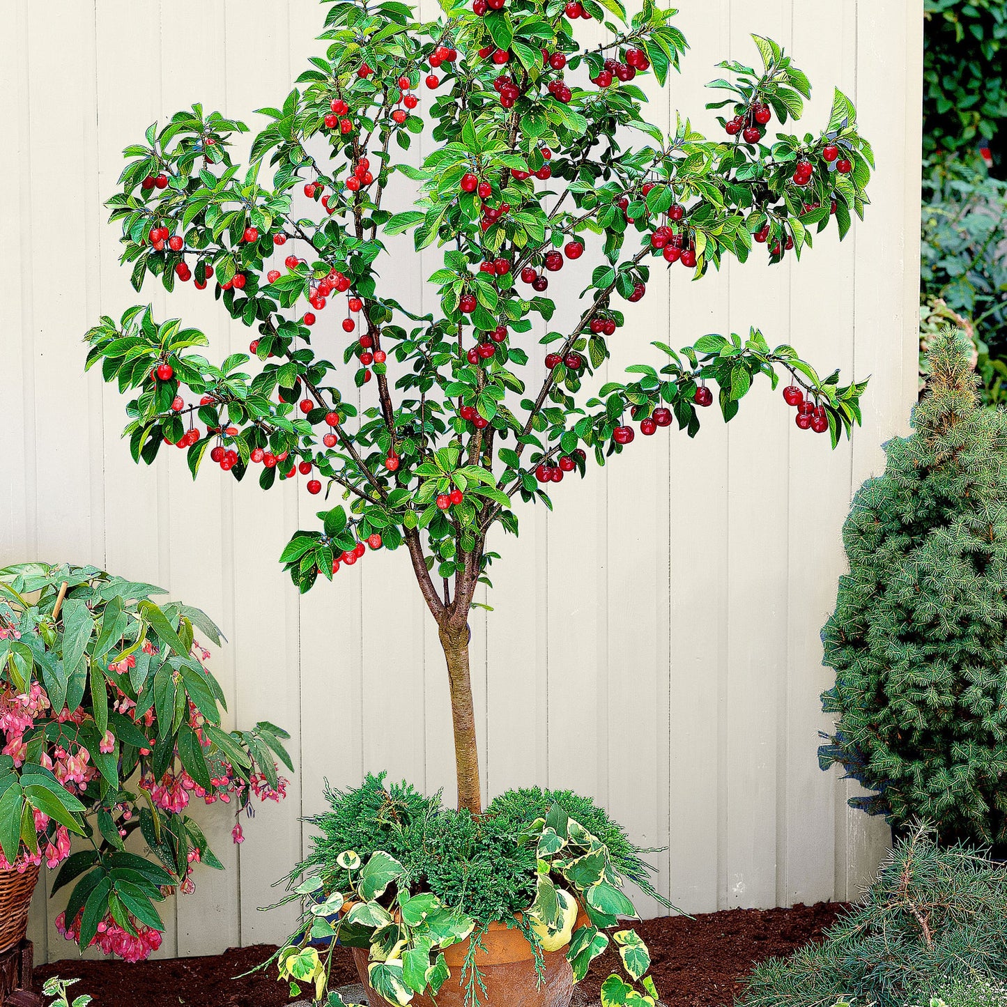 VAN CHERRY TREE 7gal