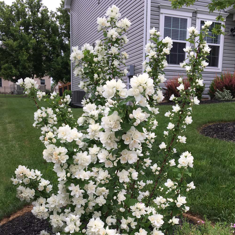 MOCK ORANGE 3gal