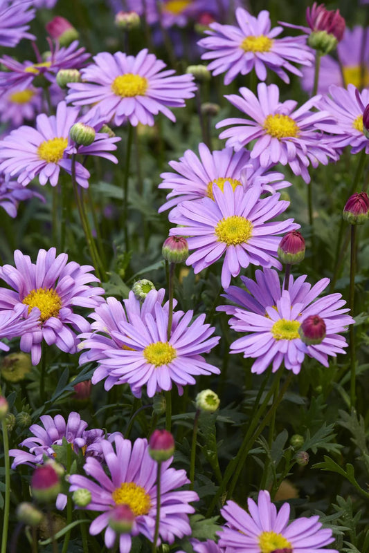 PURPLE RIVER DAISY 1gal