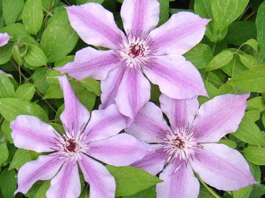 BOULEVARD CHEROKEE CLEMATIS 2gal
