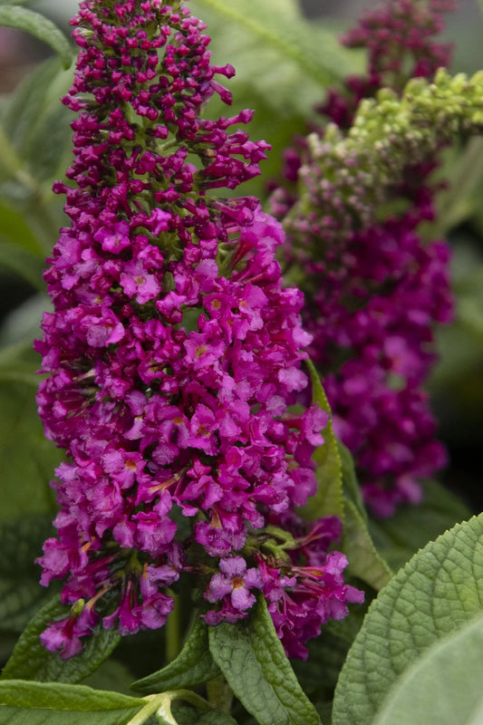 SANGRIA BUTTERFLY BUSH 2gal
