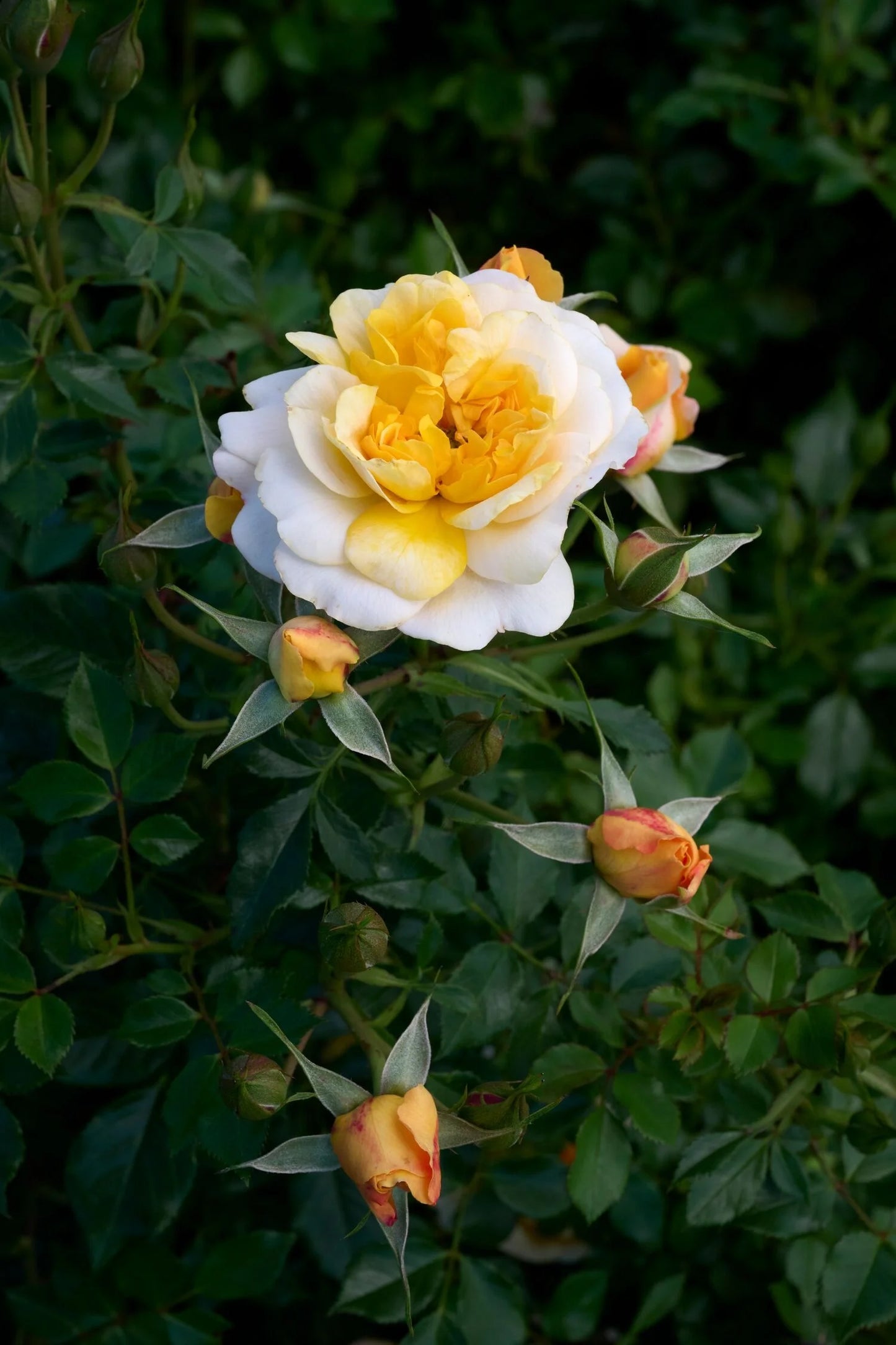 ITSY BITSY PEACH ROSE 2gal