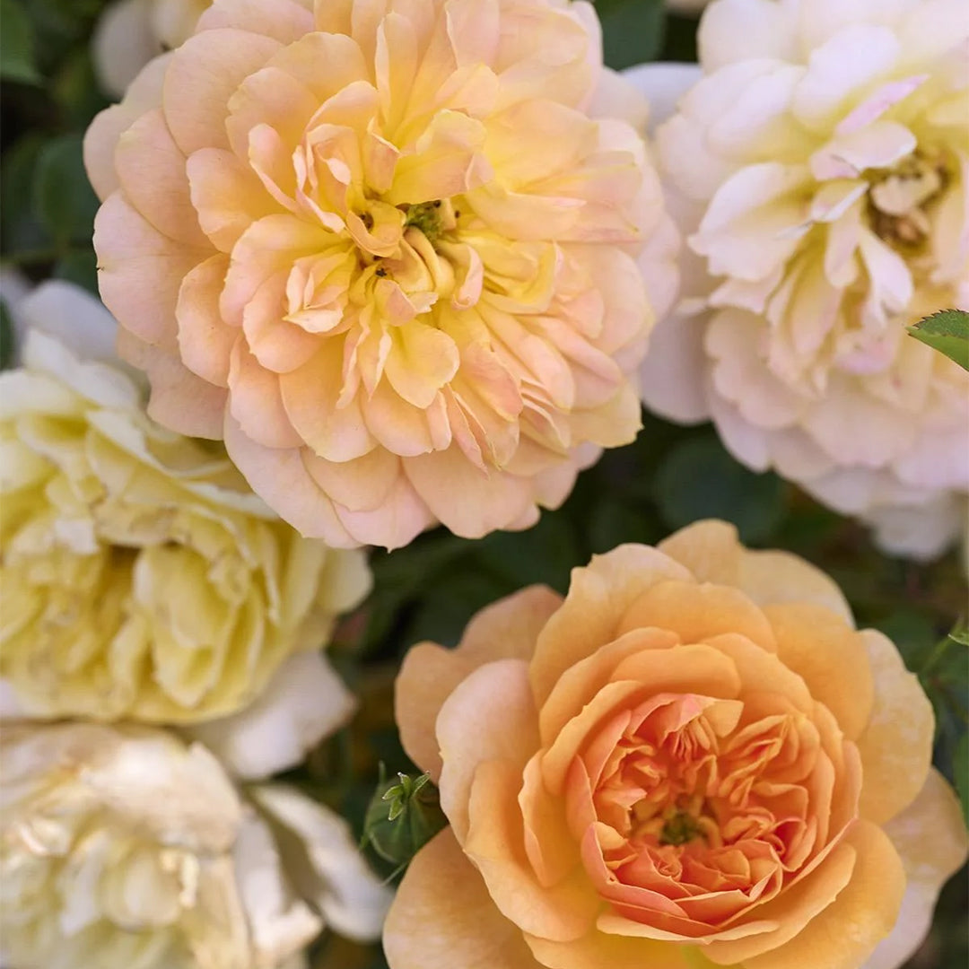 PEACH FLOWER CARPET ROSE 2gal