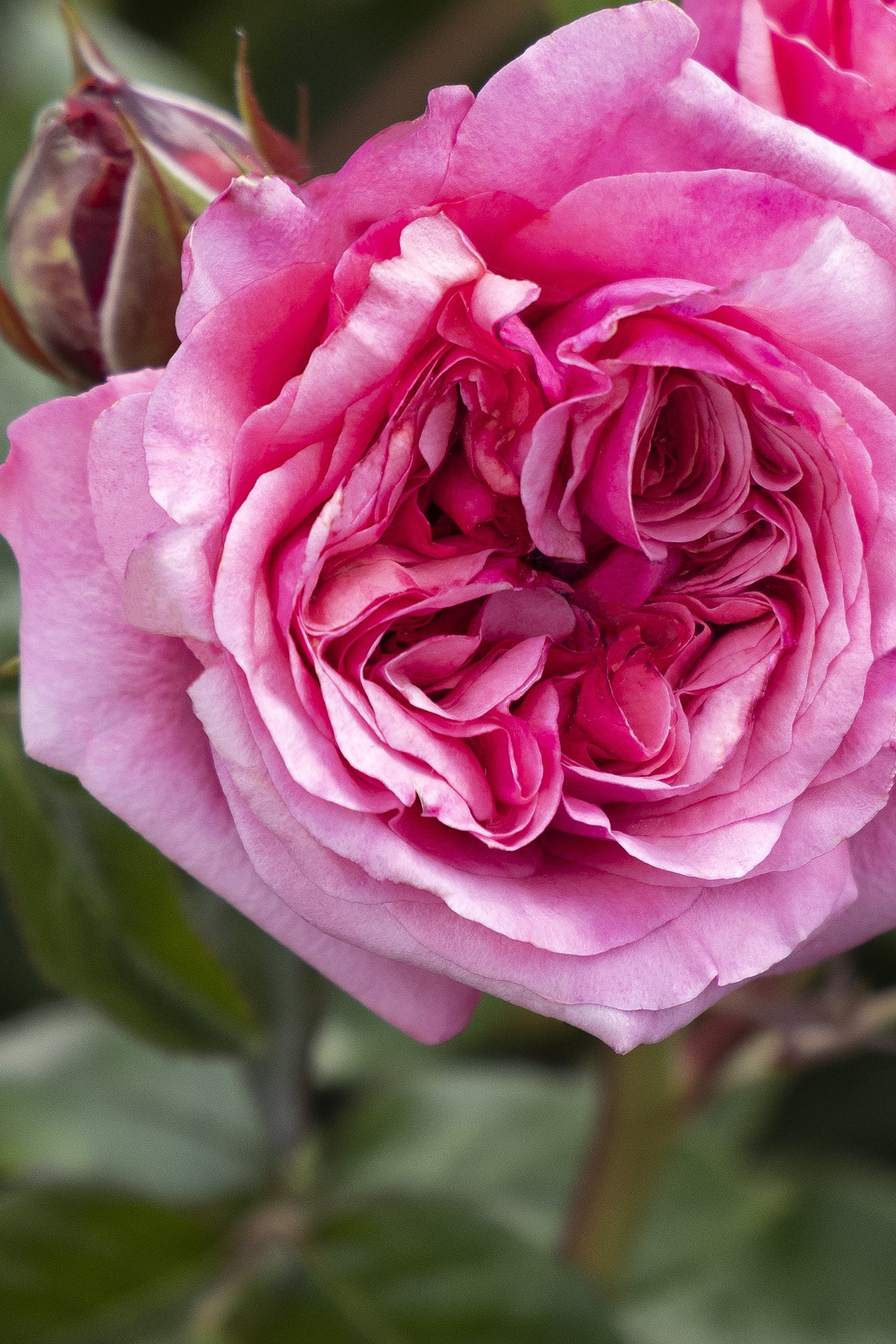EAU DE PARFUM BLUSH ROSE 2gal