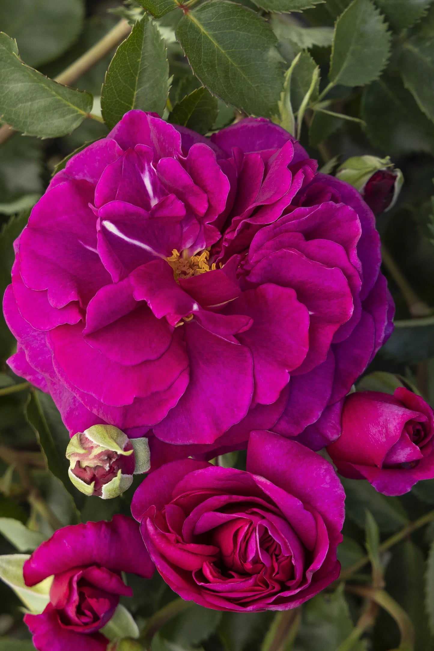 EAU DE PARFUM BERRY ROSE 2gal
