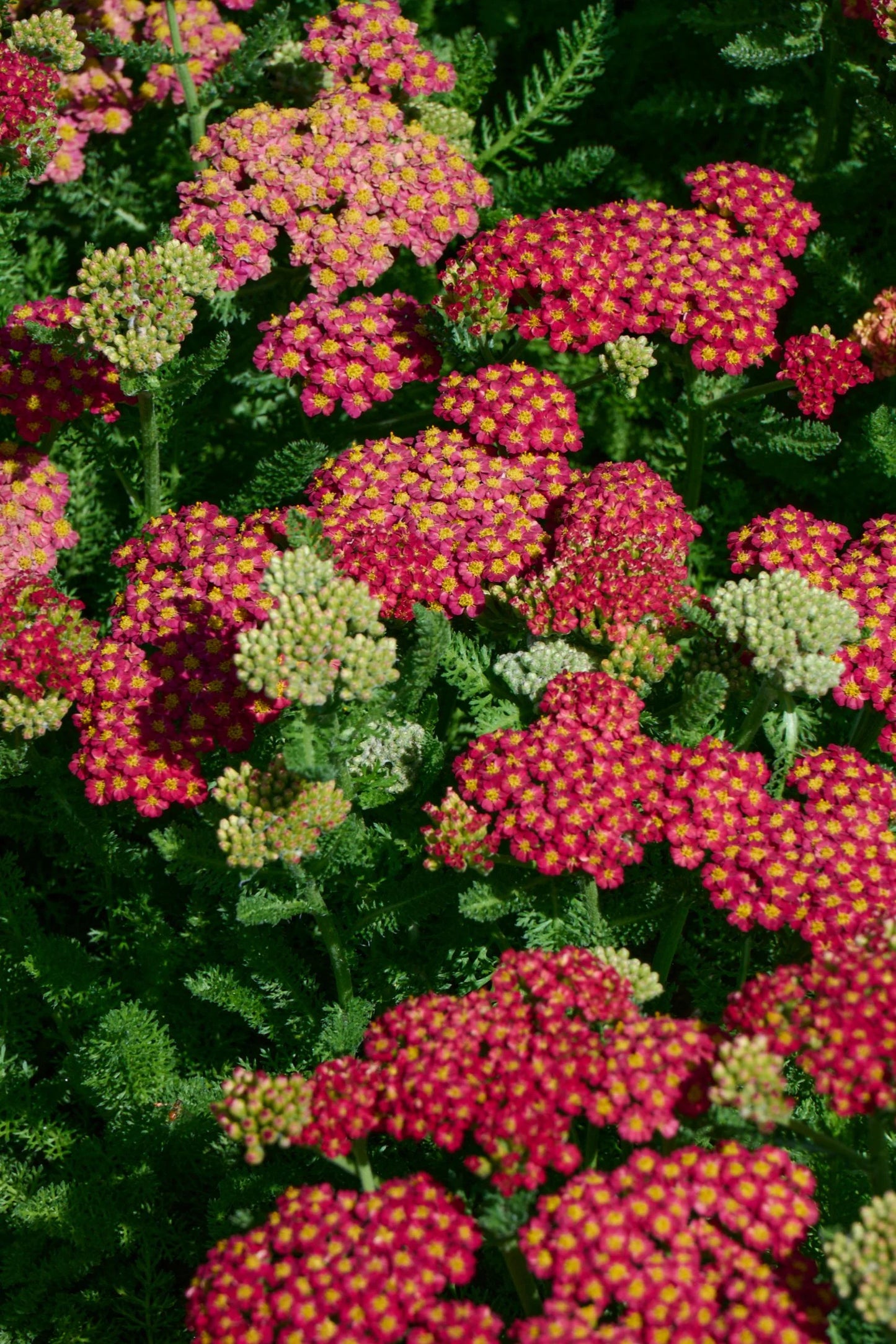 DESERT EVE ROSE YARROW 1gal