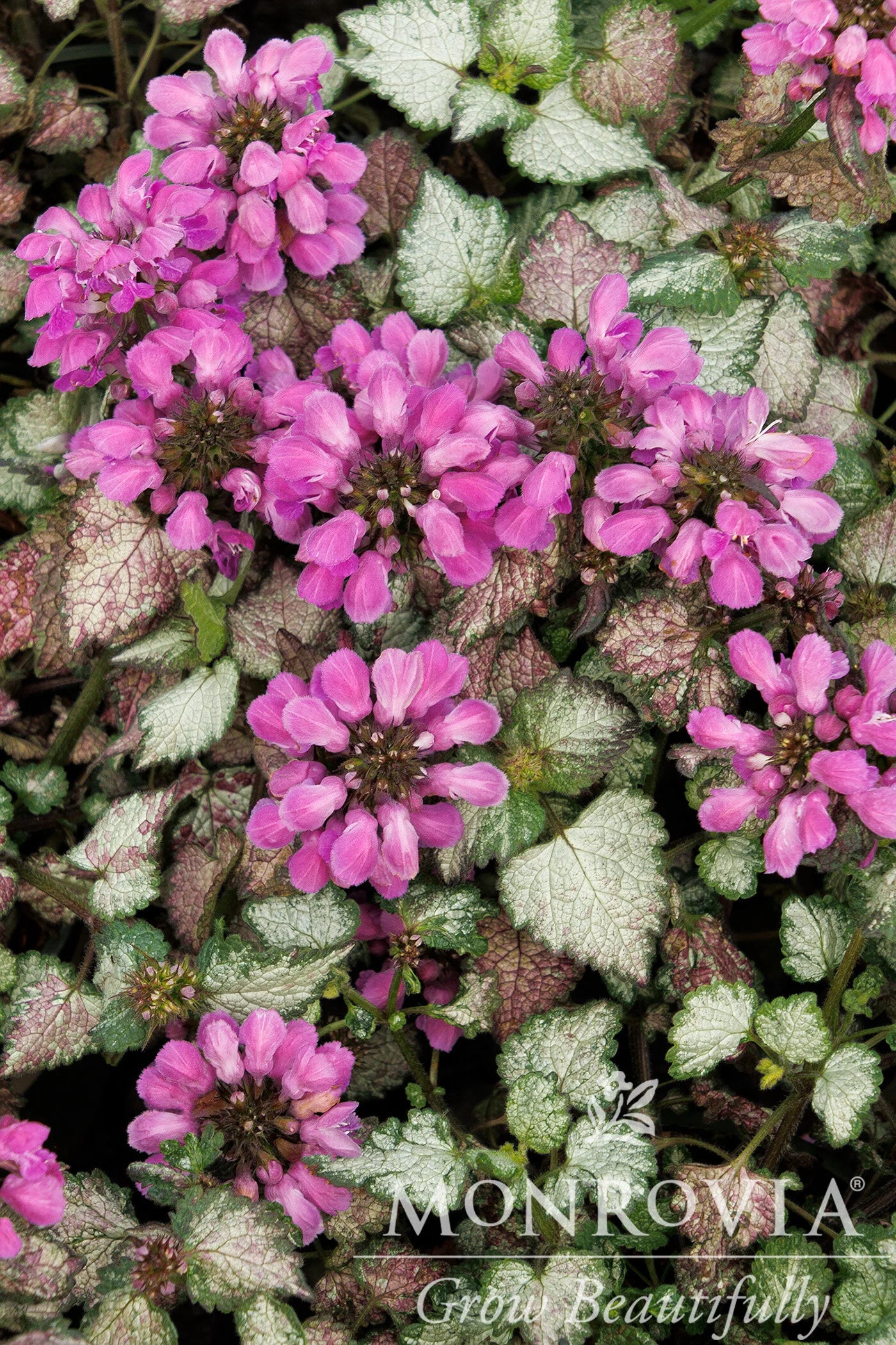 DARK PURPLE DEAD NETTLE 1gal