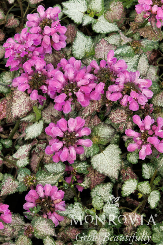 DARK PURPLE DEAD NETTLE 1gal