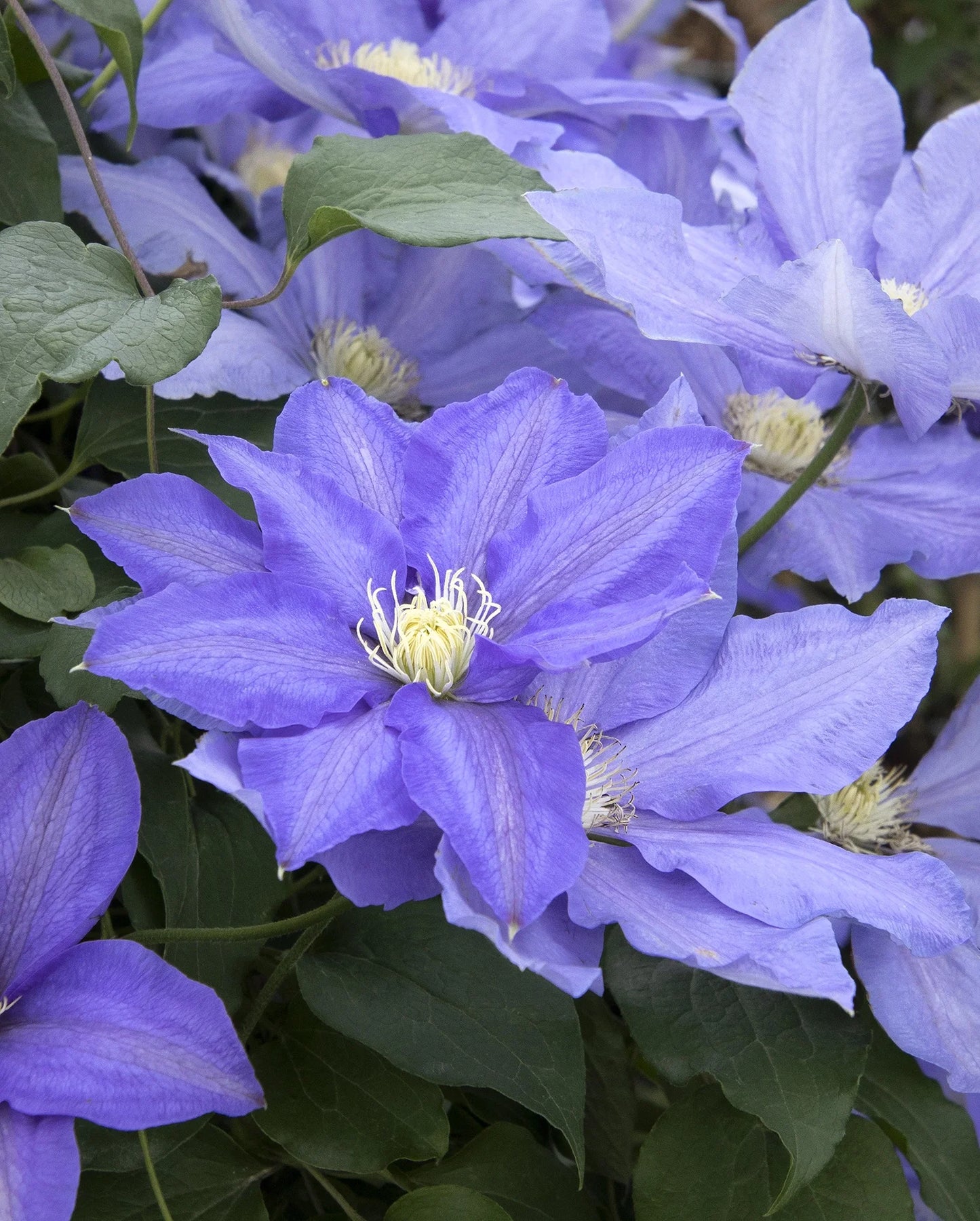 H.F. YOUNG BLUE CLEMATIS 1gal