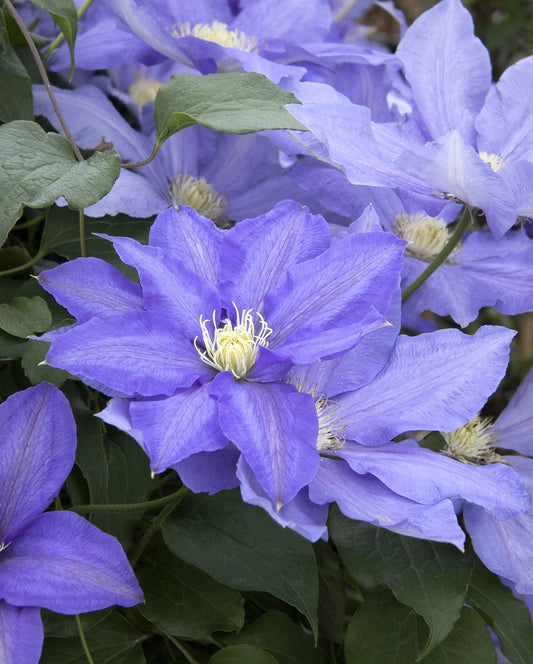 H.F. YOUNG BLUE CLEMATIS 1gal