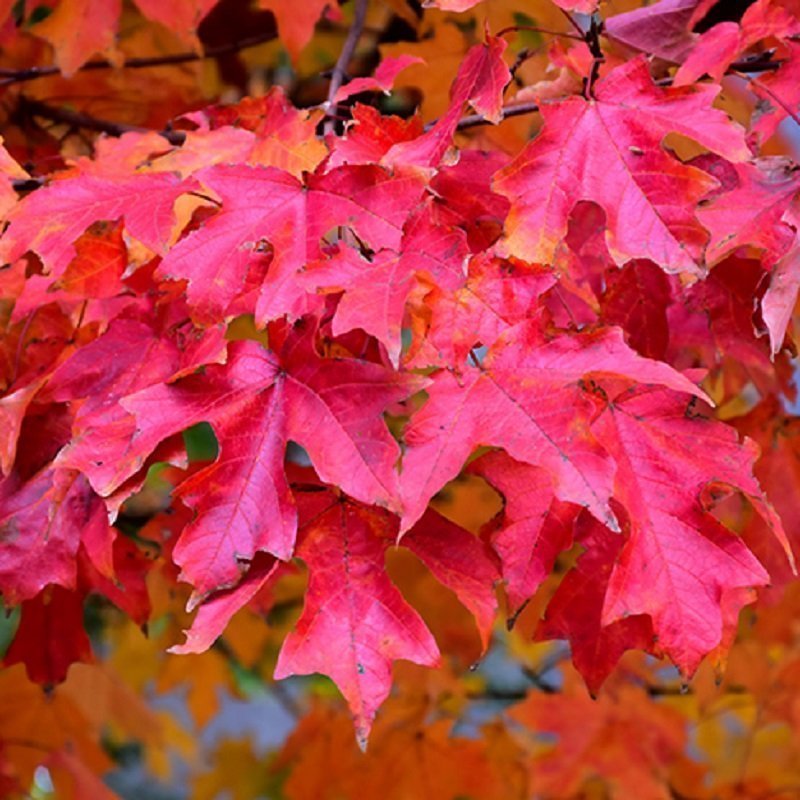 AMUR FLAME MAPLE TREE 15gal