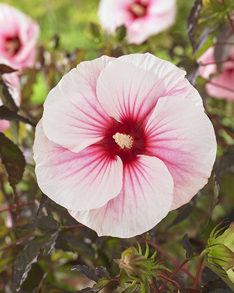 PINK CANDY HIBISCUS 2gal