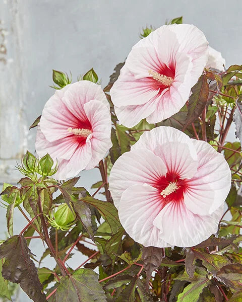PINK CANDY HIBISCUS 2gal