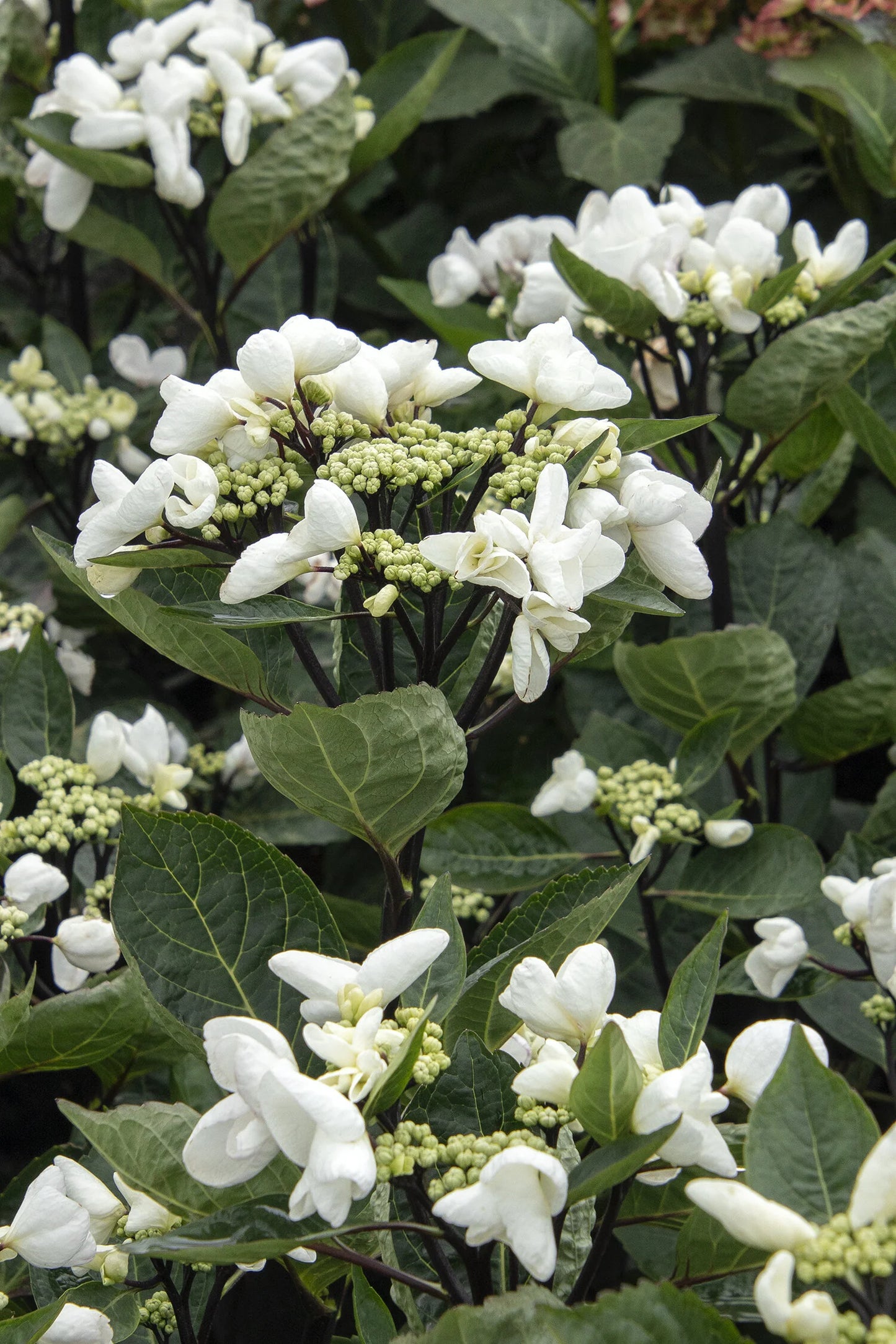 SEASIDE SERENADE GLACIER BAY HYDRANGEA 2gal