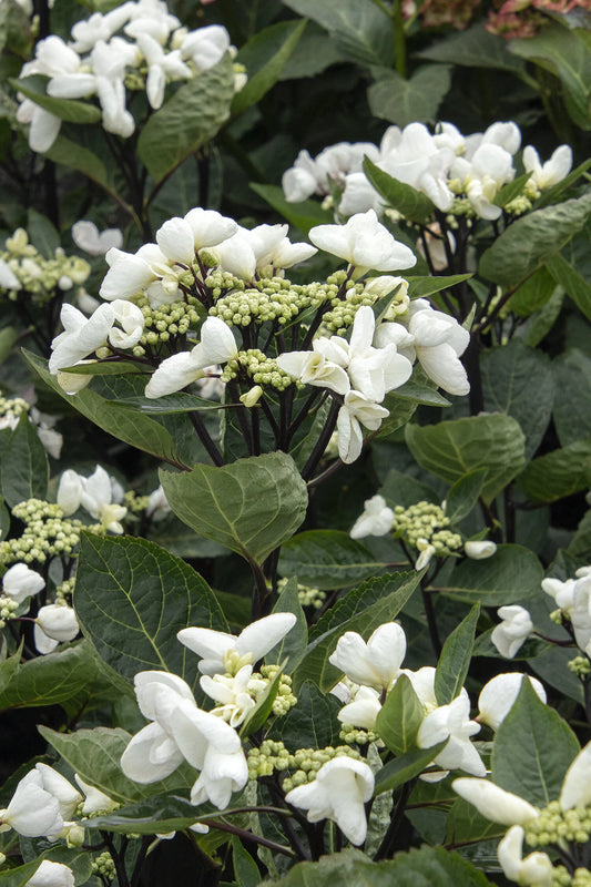 SEASIDE SERENADE GLACIER BAY HYDRANGEA 2gal