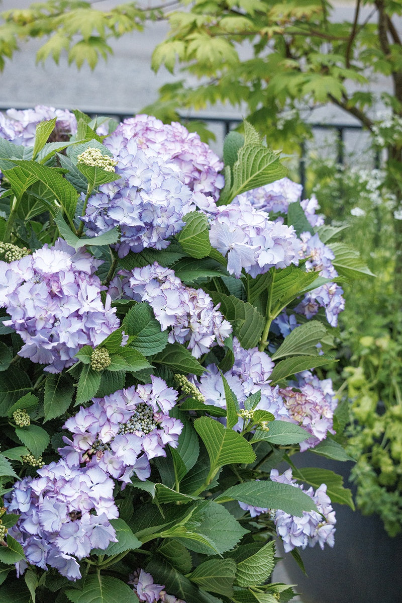 SEASIDE SERENADE CRYSTAL COVE HYDRANGEA 2gal