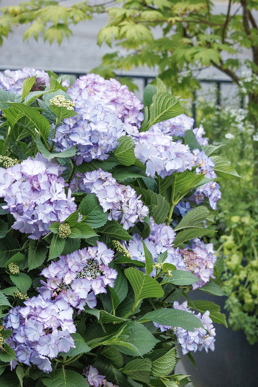 SEASIDE SERENADE CRYSTAL COVE HYDRANGEA 2gal