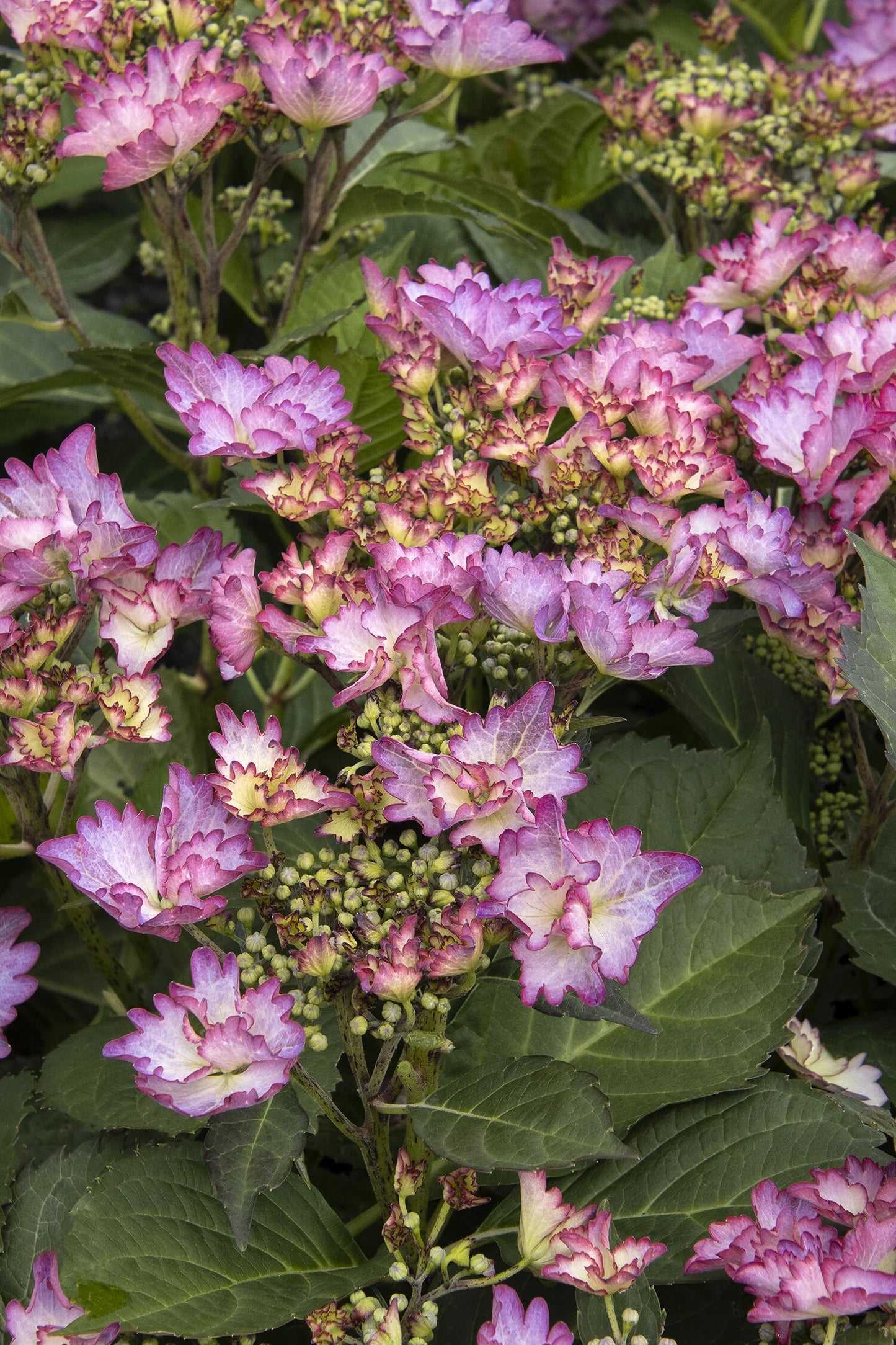 SEASIDE SERENADE CRYSTAL COVE HYDRANGEA 2gal