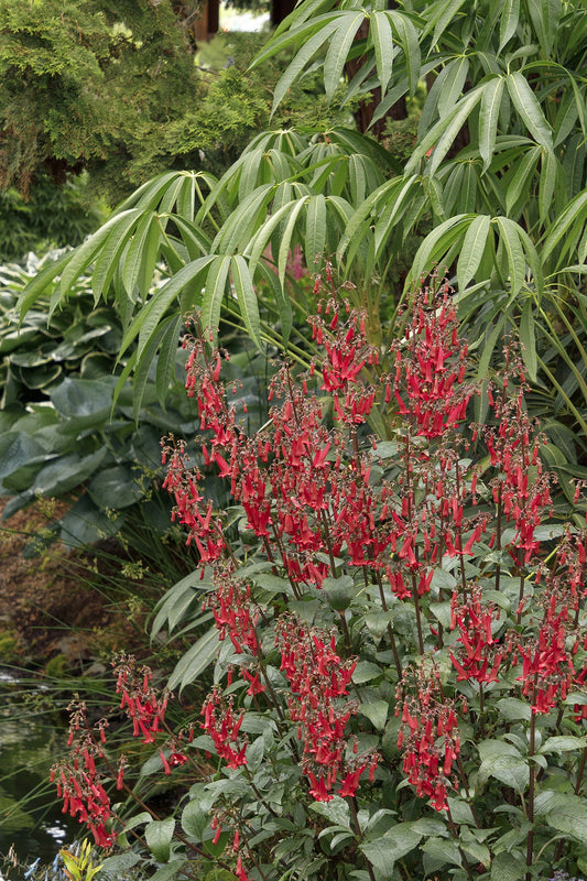 COLORBURST DEEP RED CAPE FUCHSIA 1gal