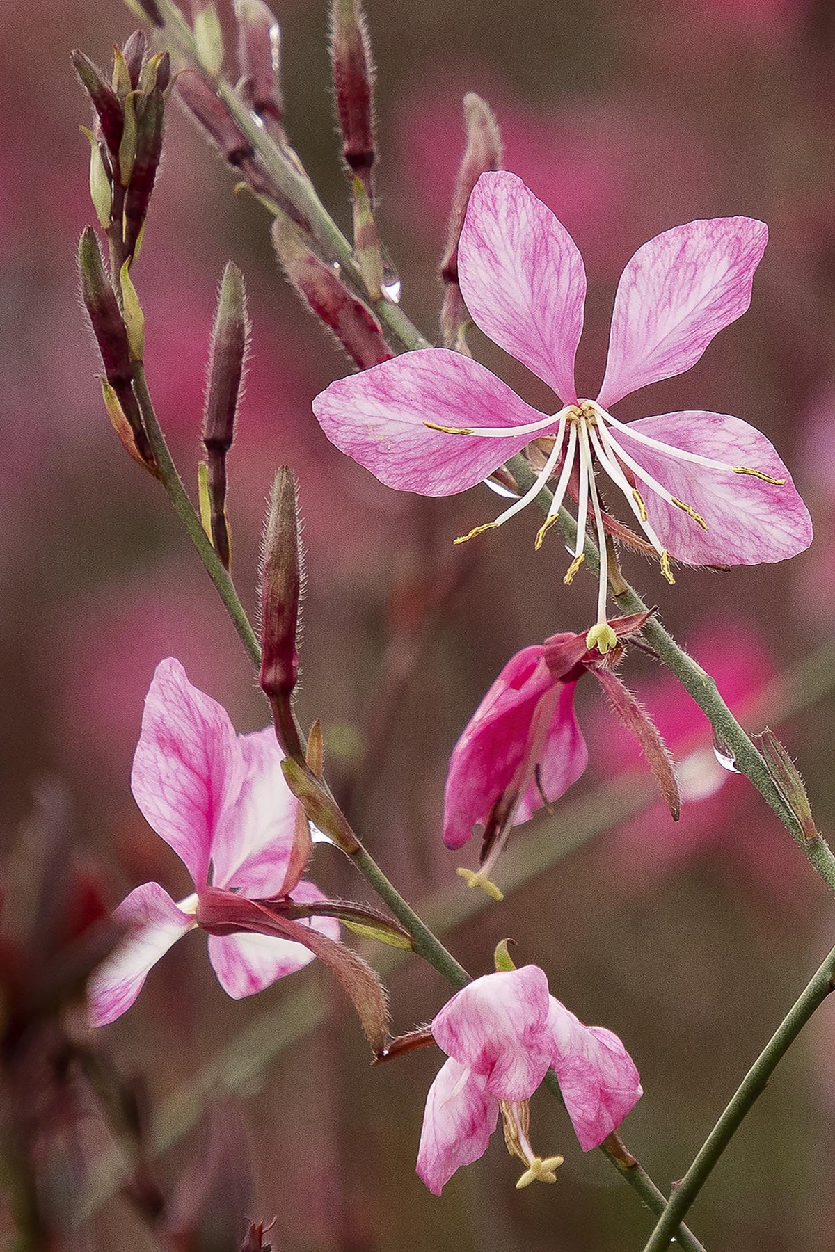STEFFI DARK ROSE GAURA 1gal