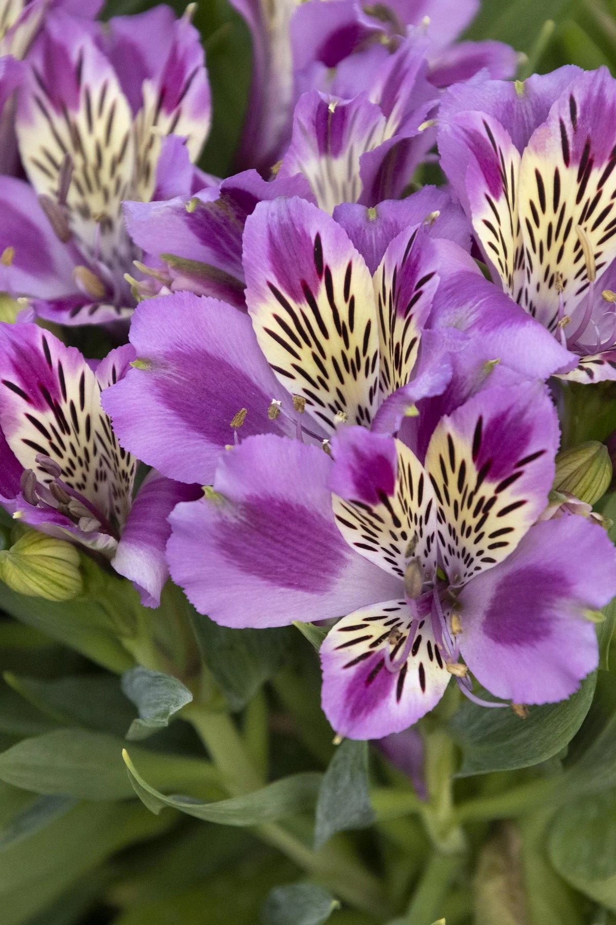 COLORITA MULAN PERUVIAN LILY 2gal