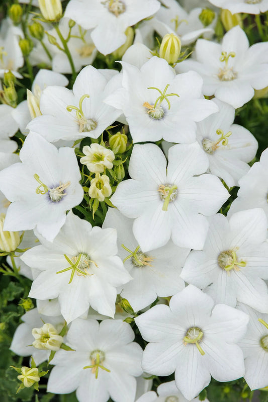 WHITE BELLFLOWER 1gal