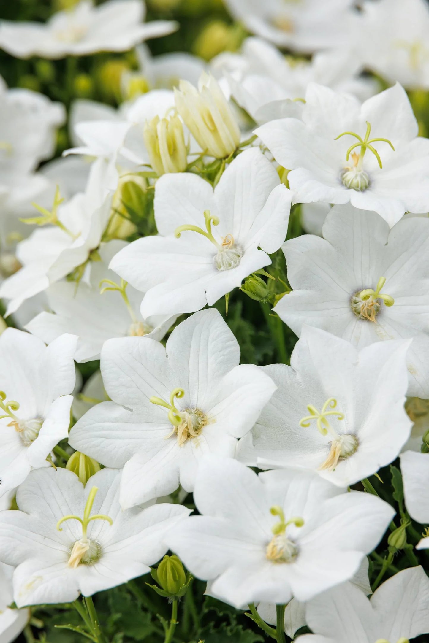 WHITE BELLFLOWER 1gal