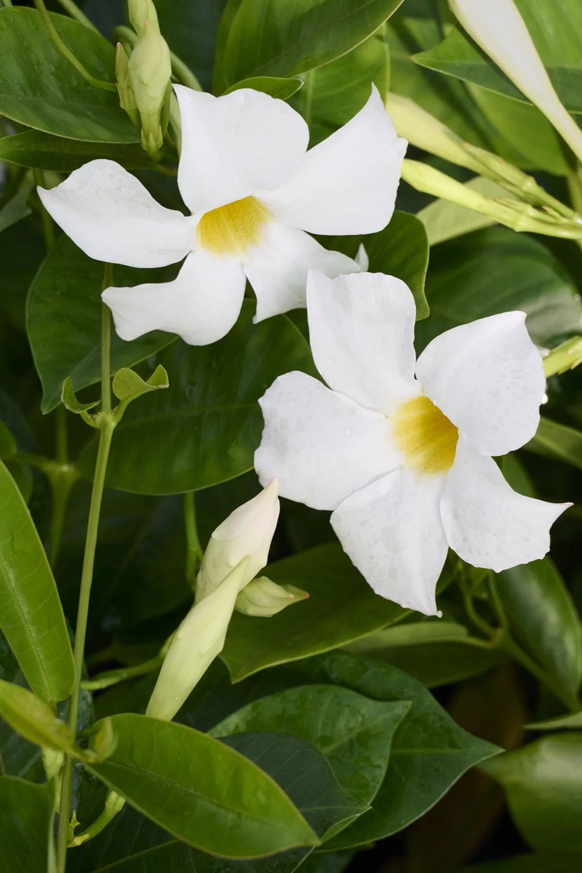 ASSORTED MANDEVILLA BASKET