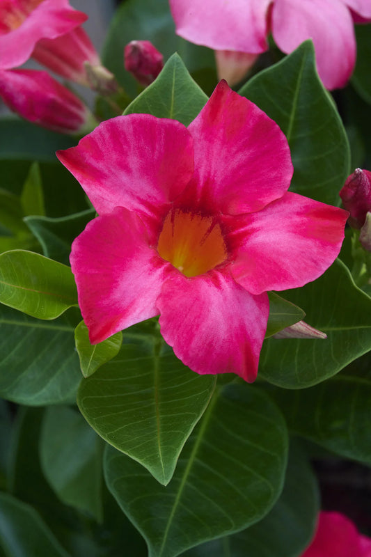 MADINIA CORAL PINK MANDEVILLA LITTLE ONE