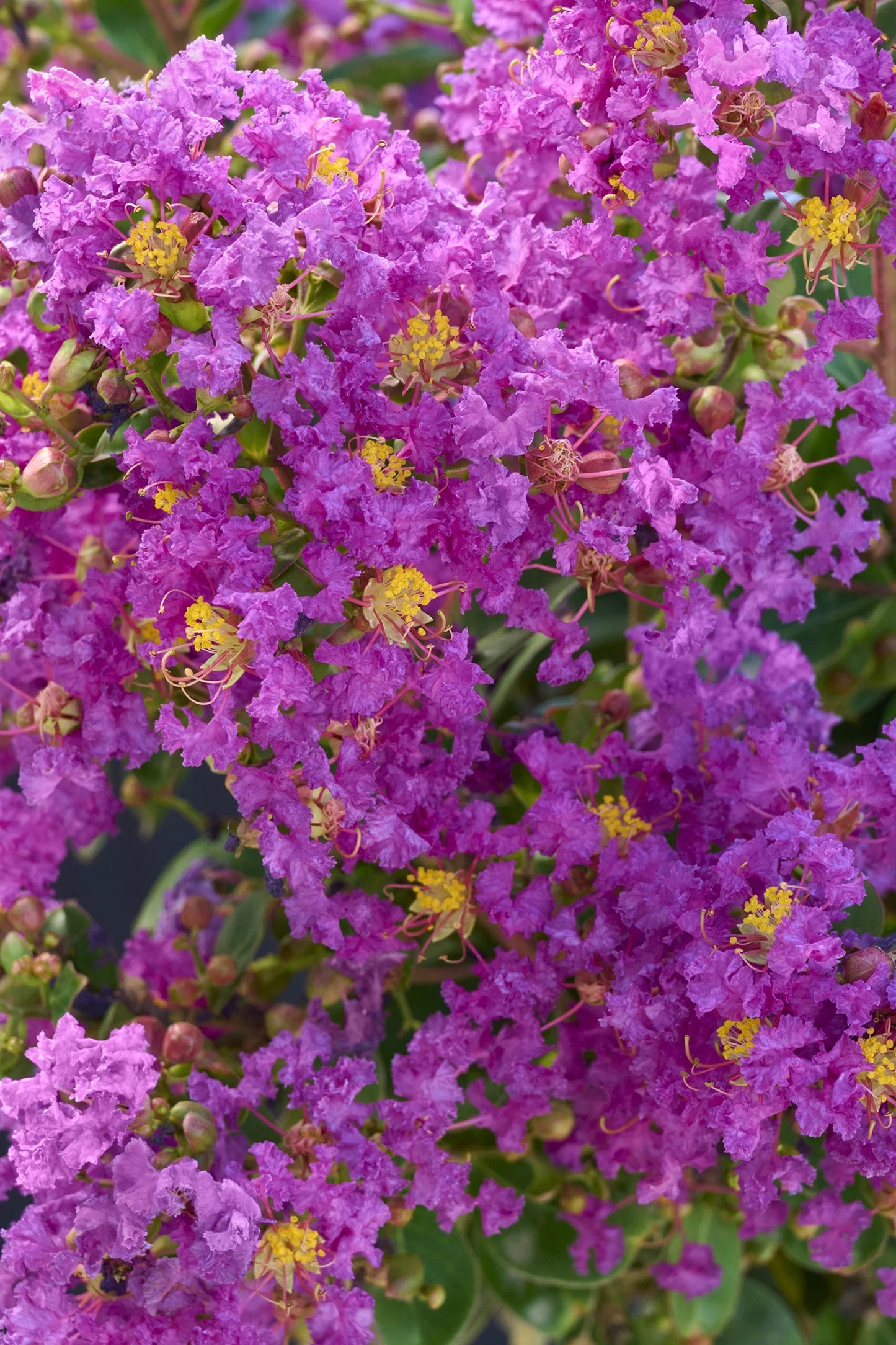 SUMMERLASTING PLUM CRAPE MYRTLE 2gal