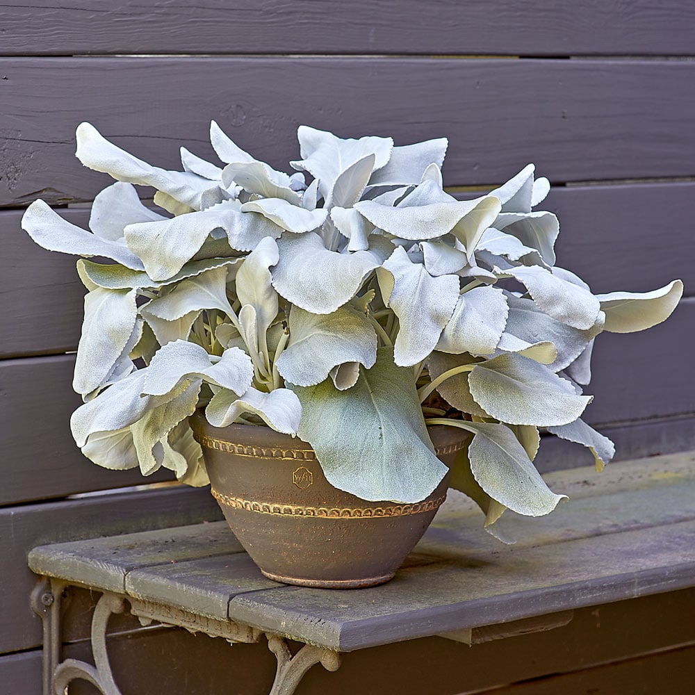 ANGEL WINGS SENECIO 1 gal