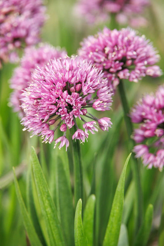 WINDY CITY ALLIUM 1gal