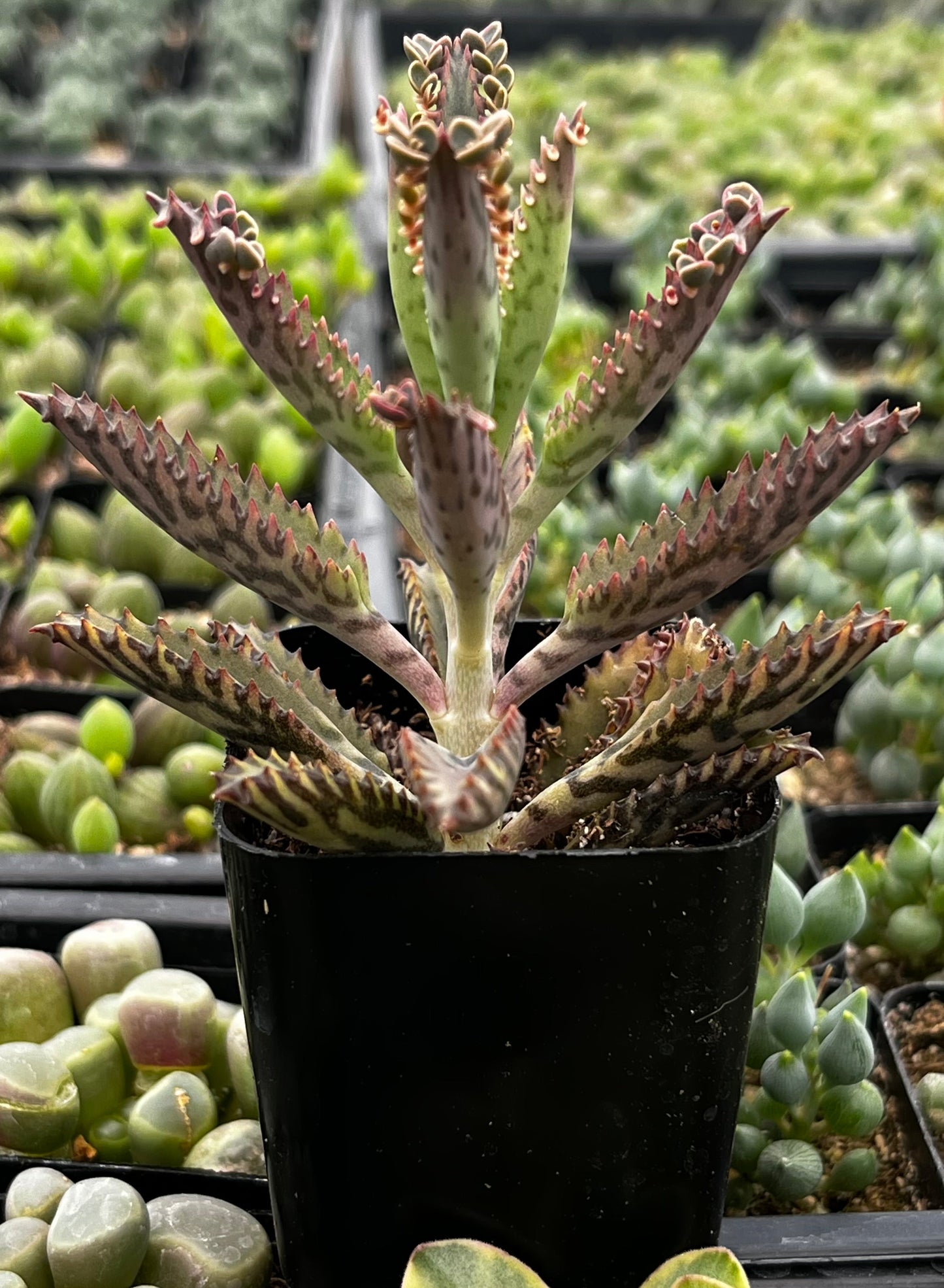 Mother of Millions