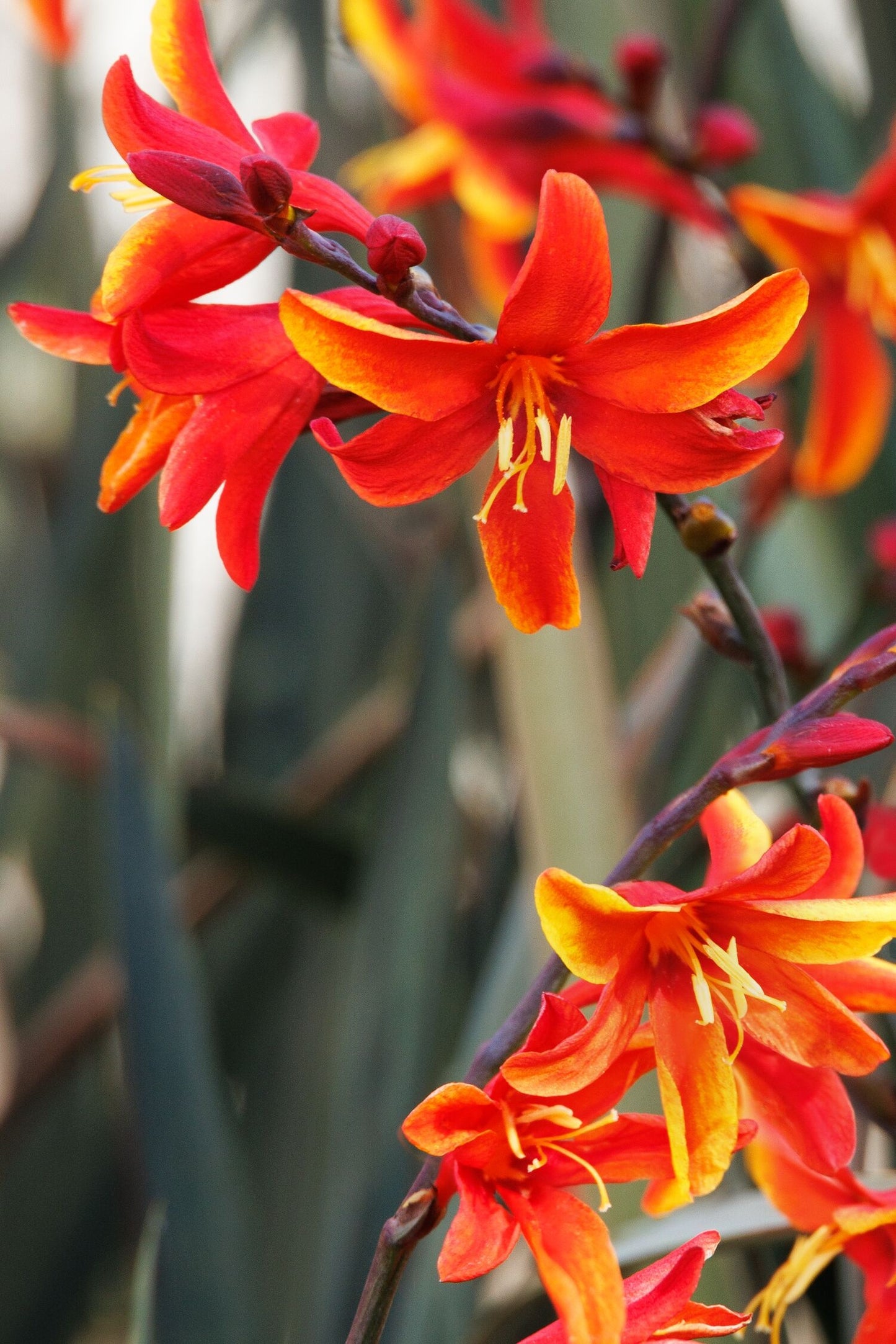 DARK FIRE CROCOSMIA 1gal