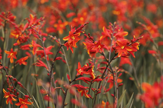 DARK FIRE MONTBRETIA 2 GAL