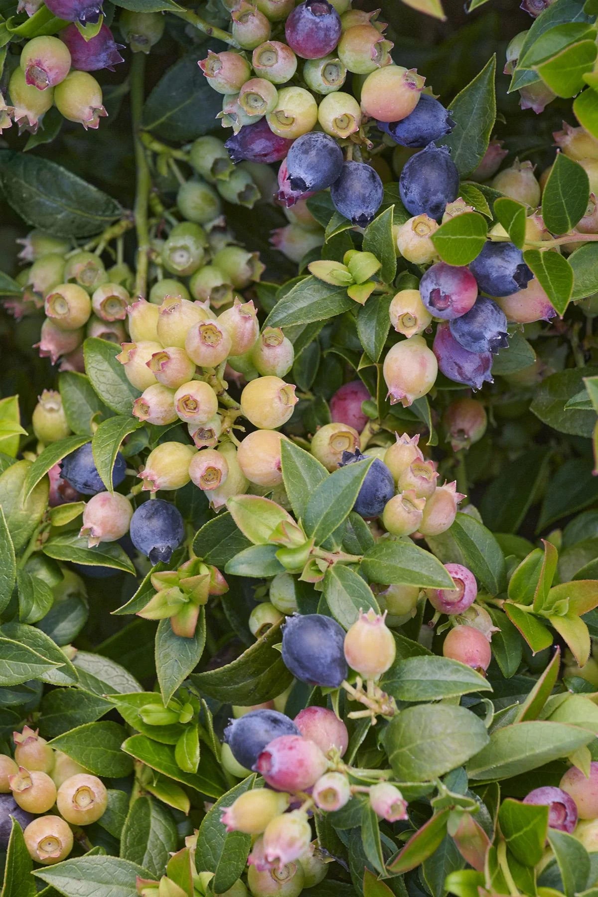 BOUNTIFUL BABY BLUEBERRY 2gal