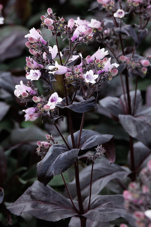 DAKOTA BURGUNDY PENSTEMON 1gal